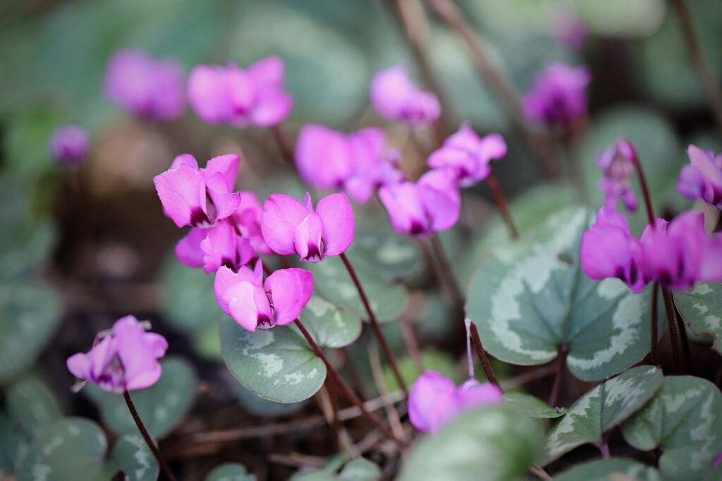 Autumn flowering plants