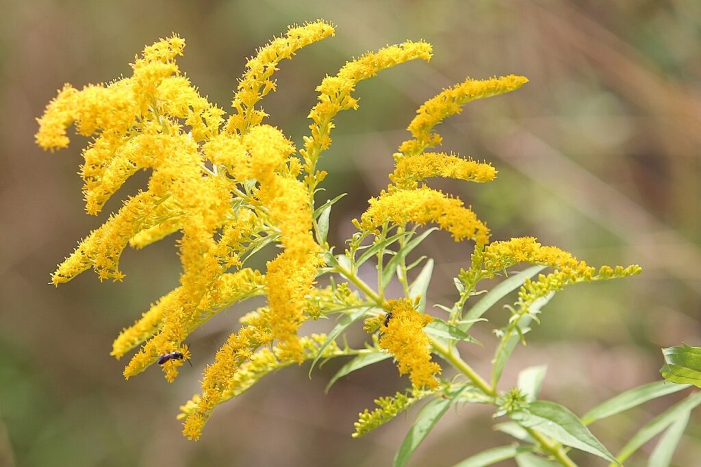 Autumn flowering plants