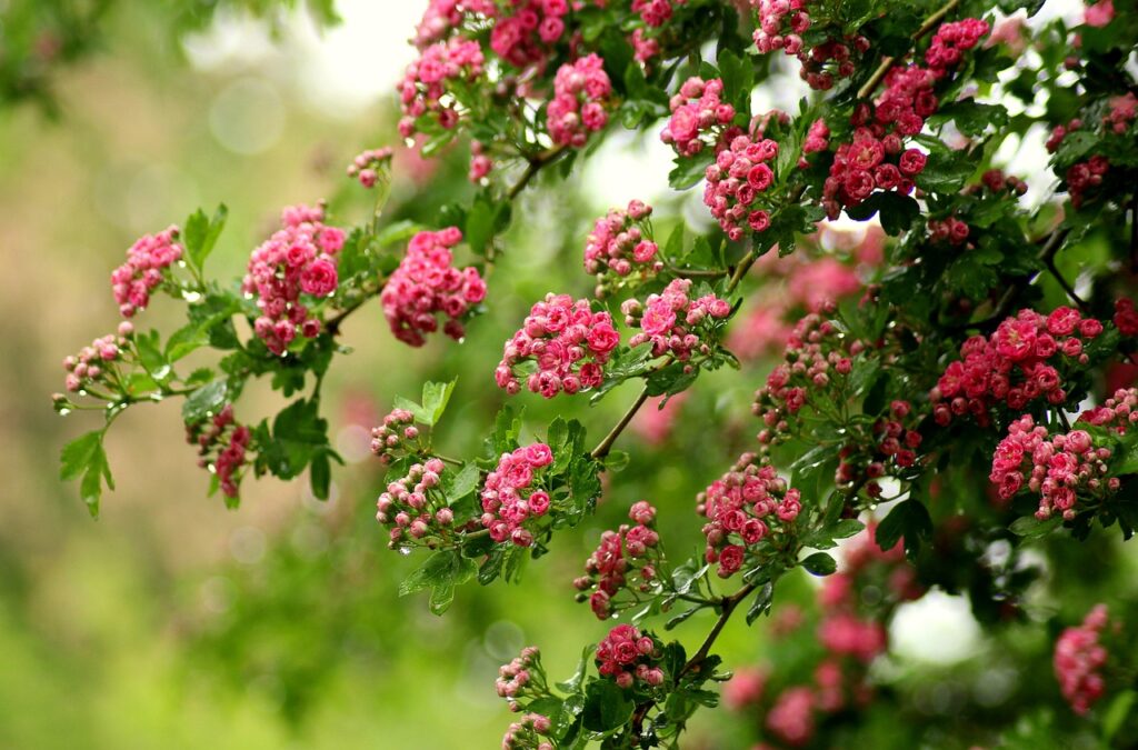 Hawthorn tree in flower