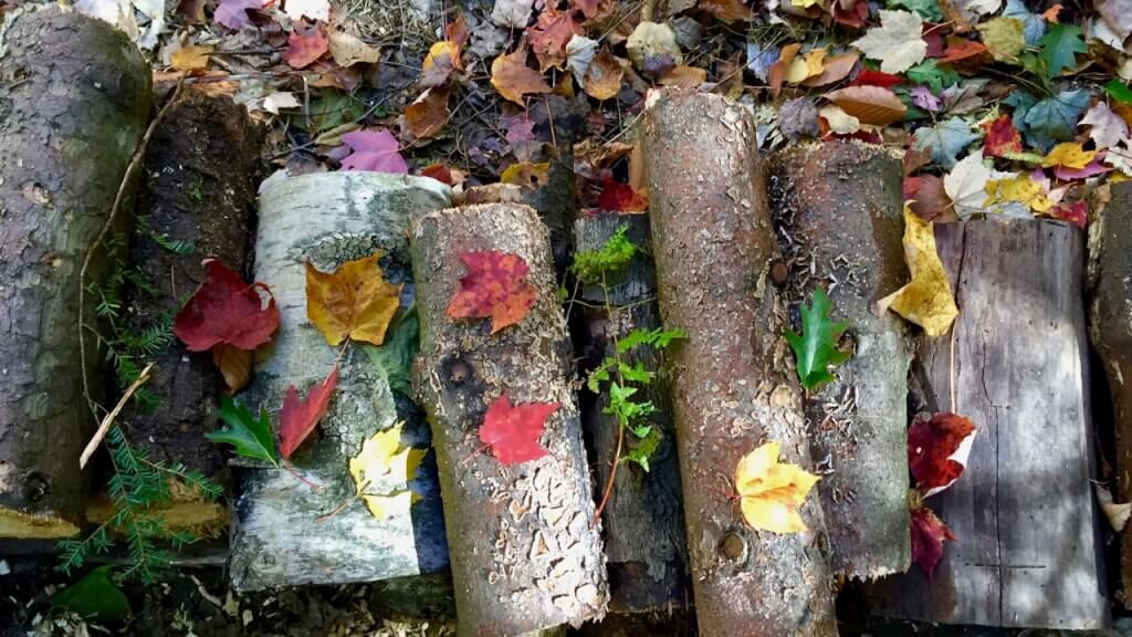 leaf mould compost next to logs