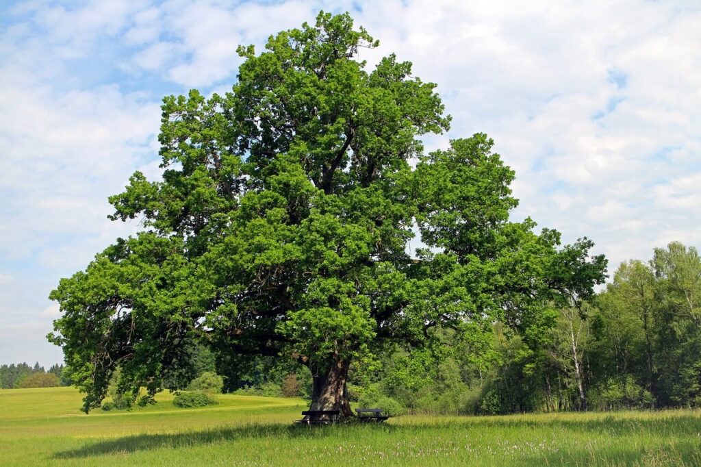 Trees for witchcraft