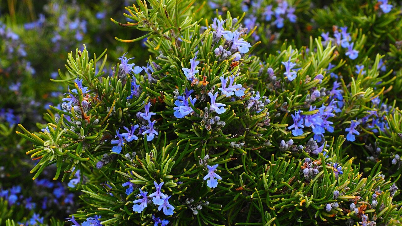 Drought tolerant rosemary plant