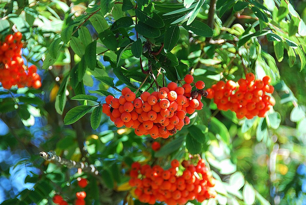 Rowan tree and berries