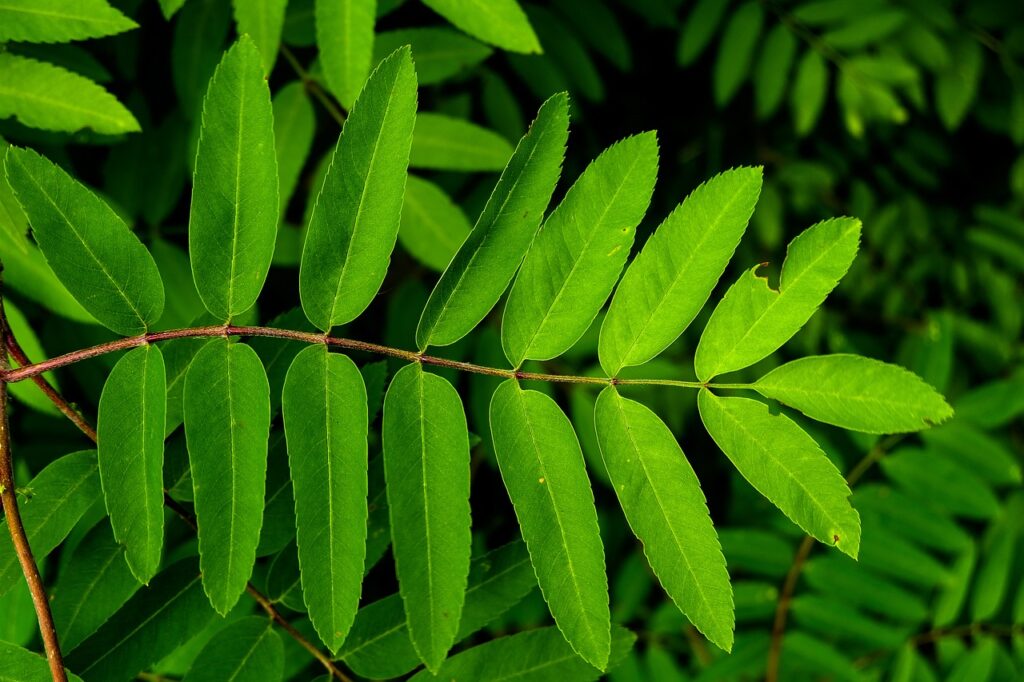 Rowan leaves