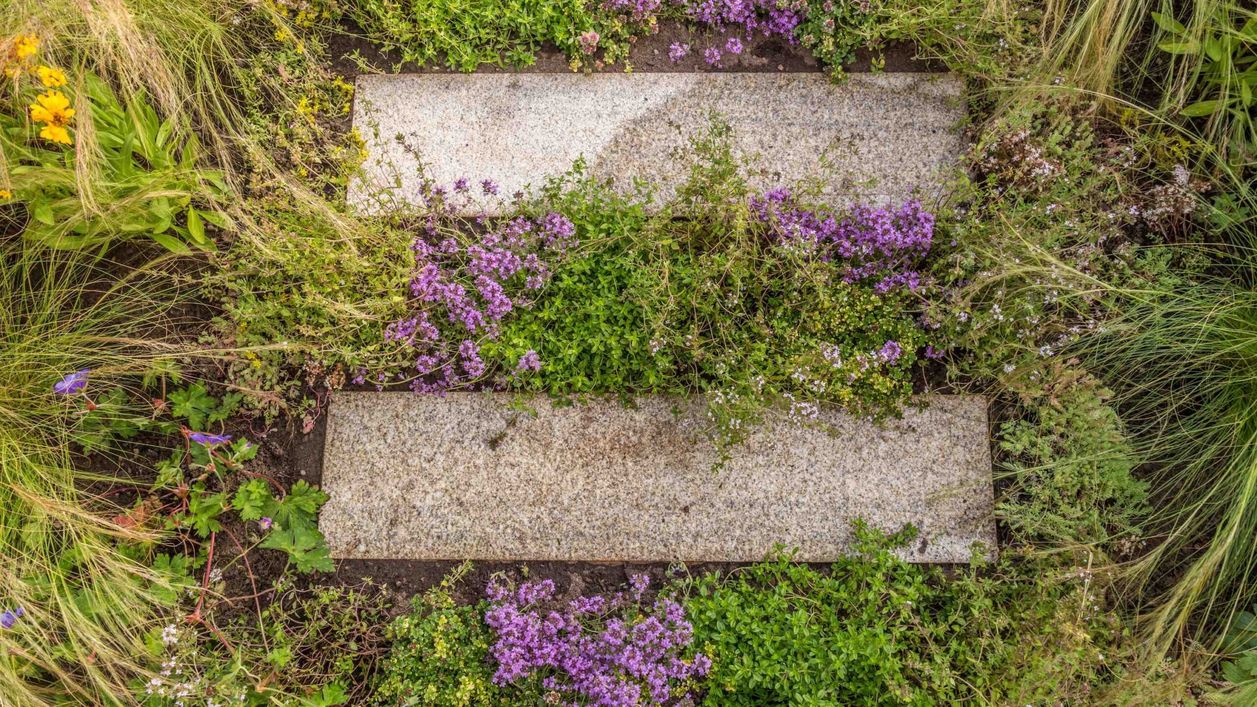 Steping stones surrounded by Thyme