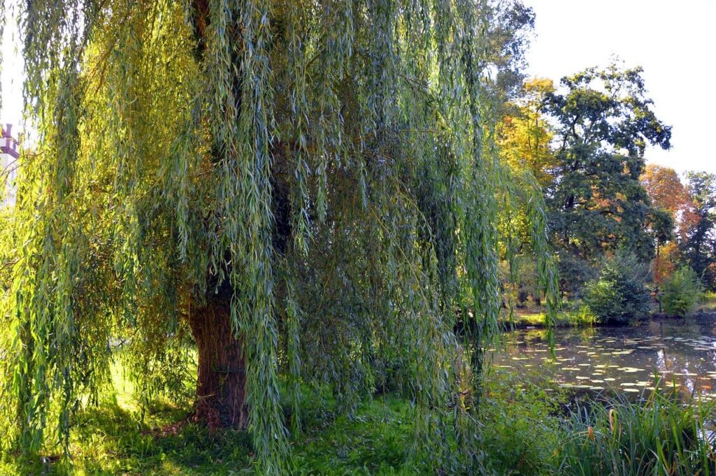 Willow tree for witchcraft