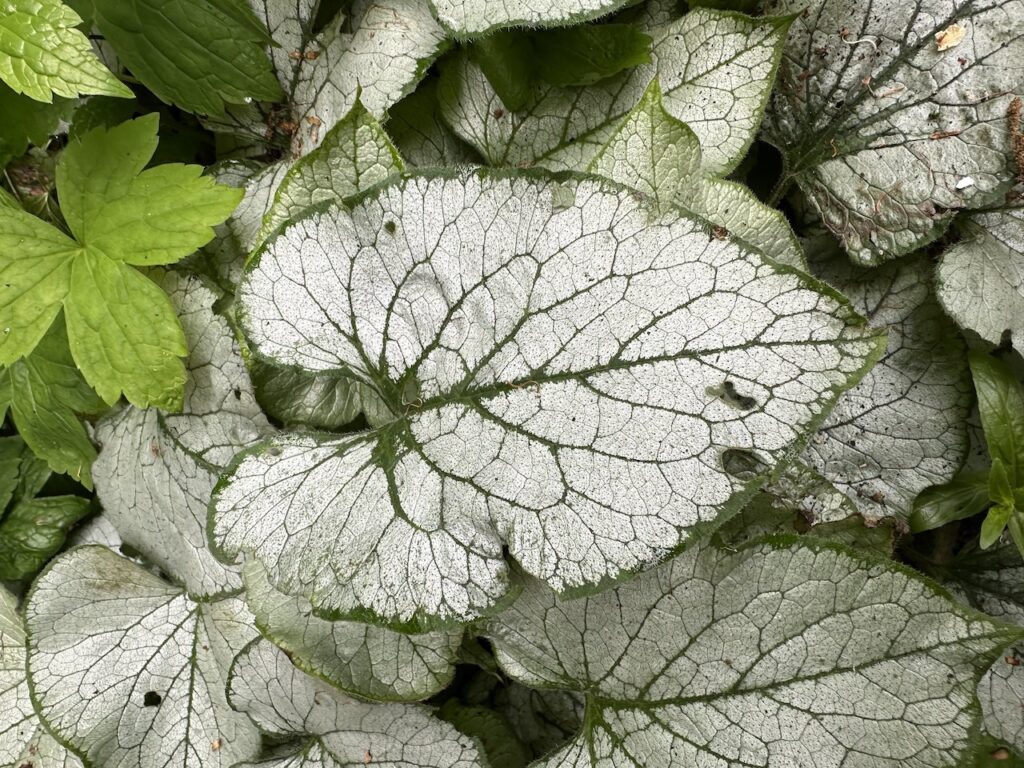 Brunnera macrophylla