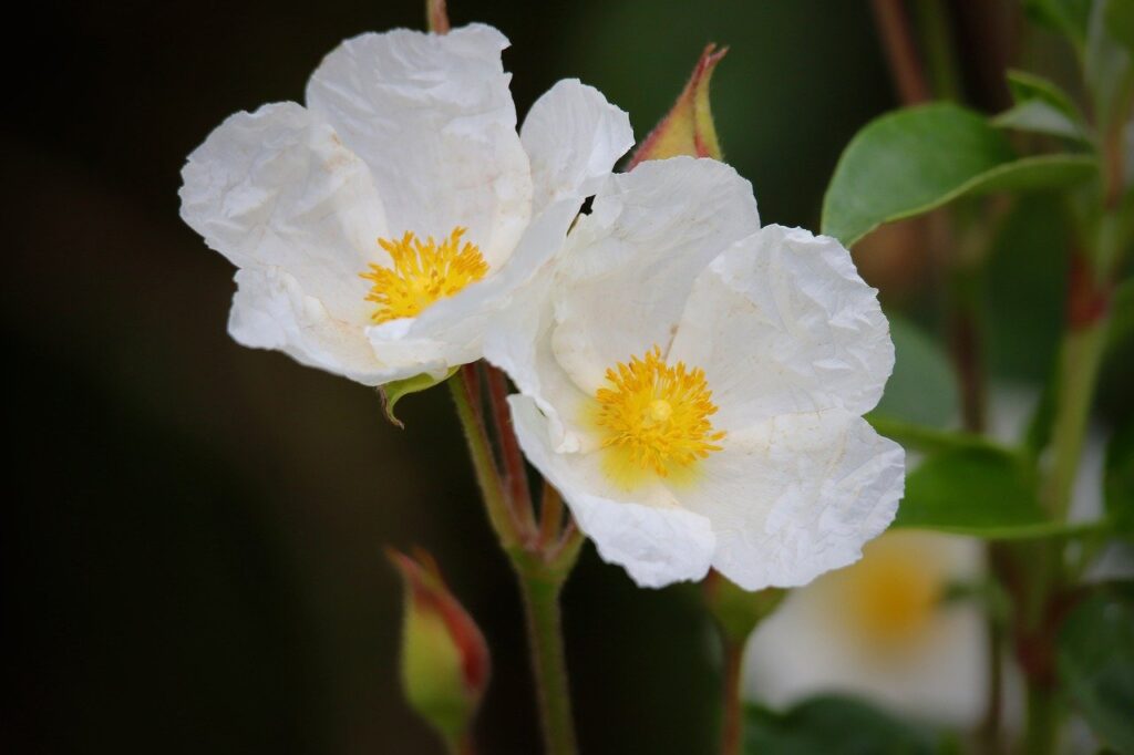 Whirte rock rose