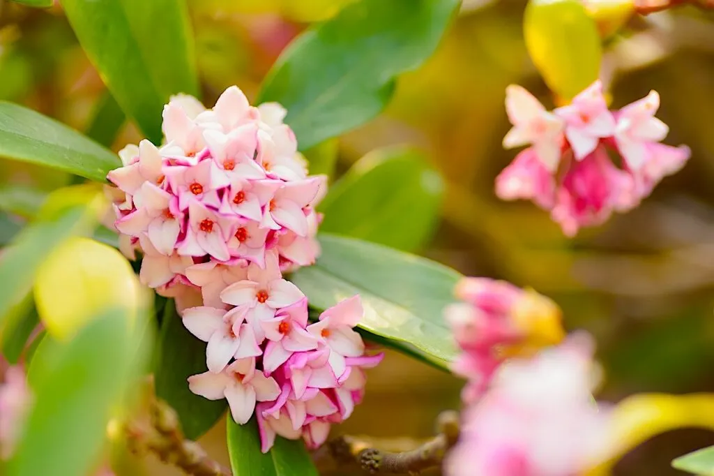 Daphne sweet evergreen shrub