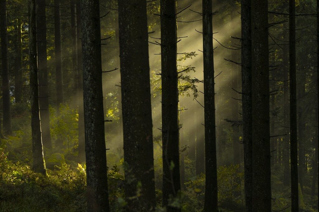 Deep shade plants