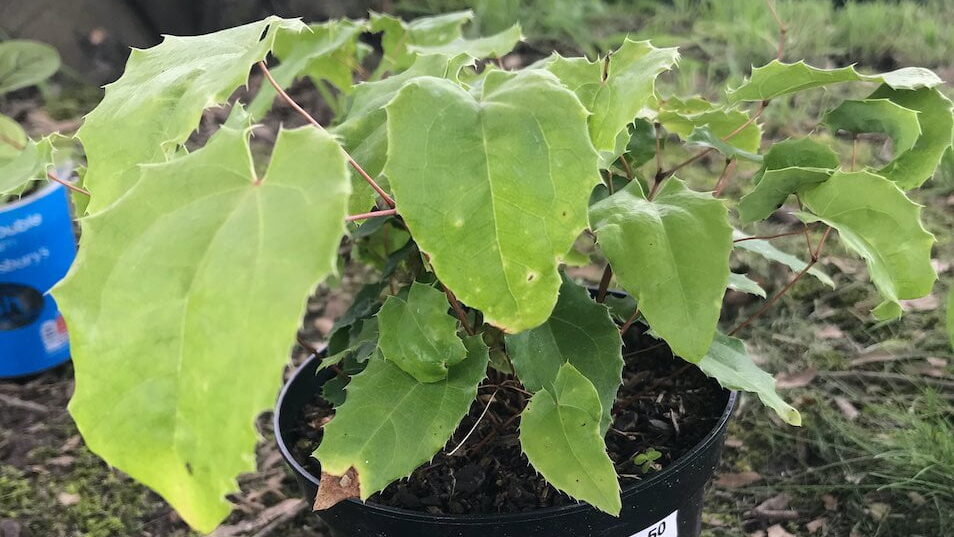 An amber queen Epimedium