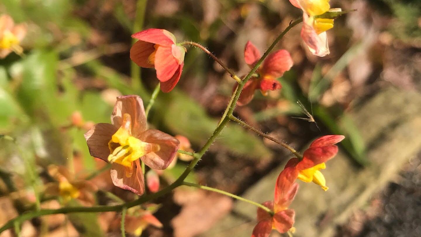 Epimedium amber queen