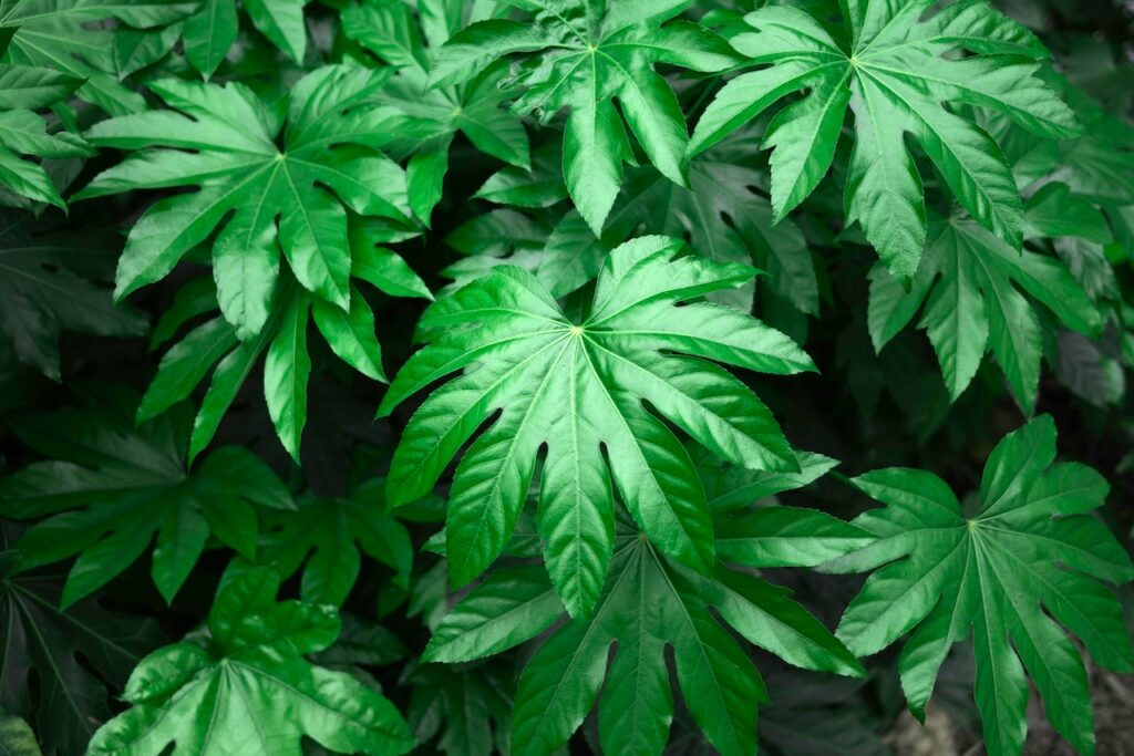 Fatsia shrub