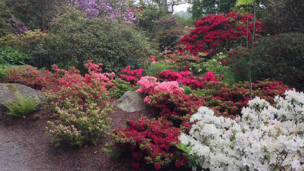 A collection of Rhododendrons in Spring