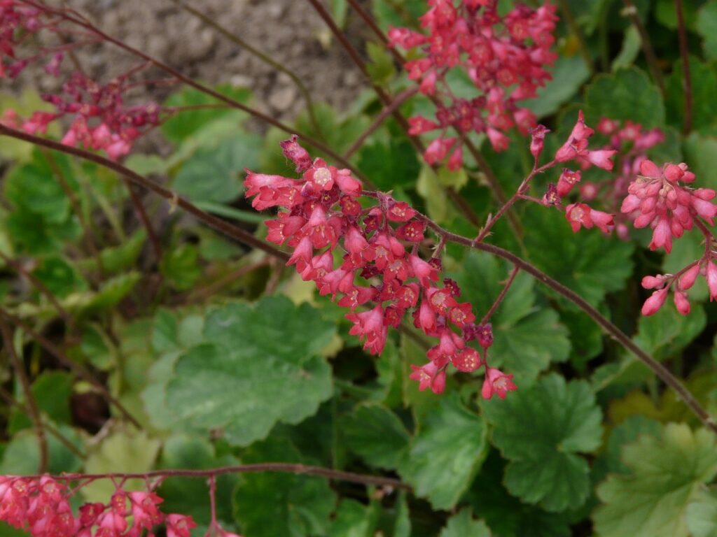 Heuchera