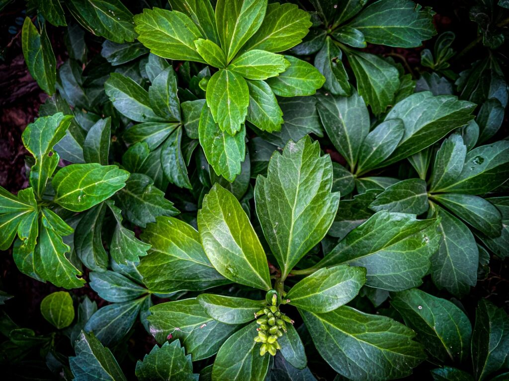 Shade loving plants