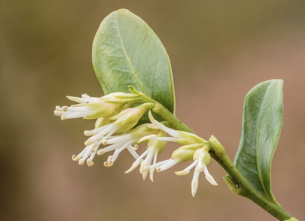 Sarcococca