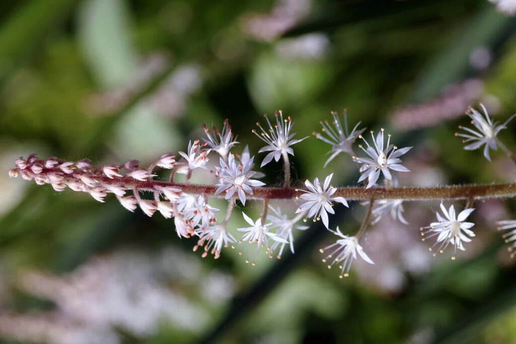 Purple tiarella plant