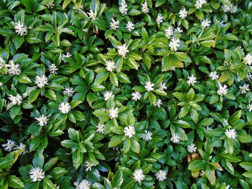 Pachysandra