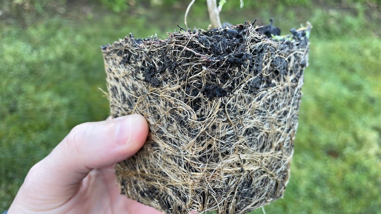 a root bound potted plant