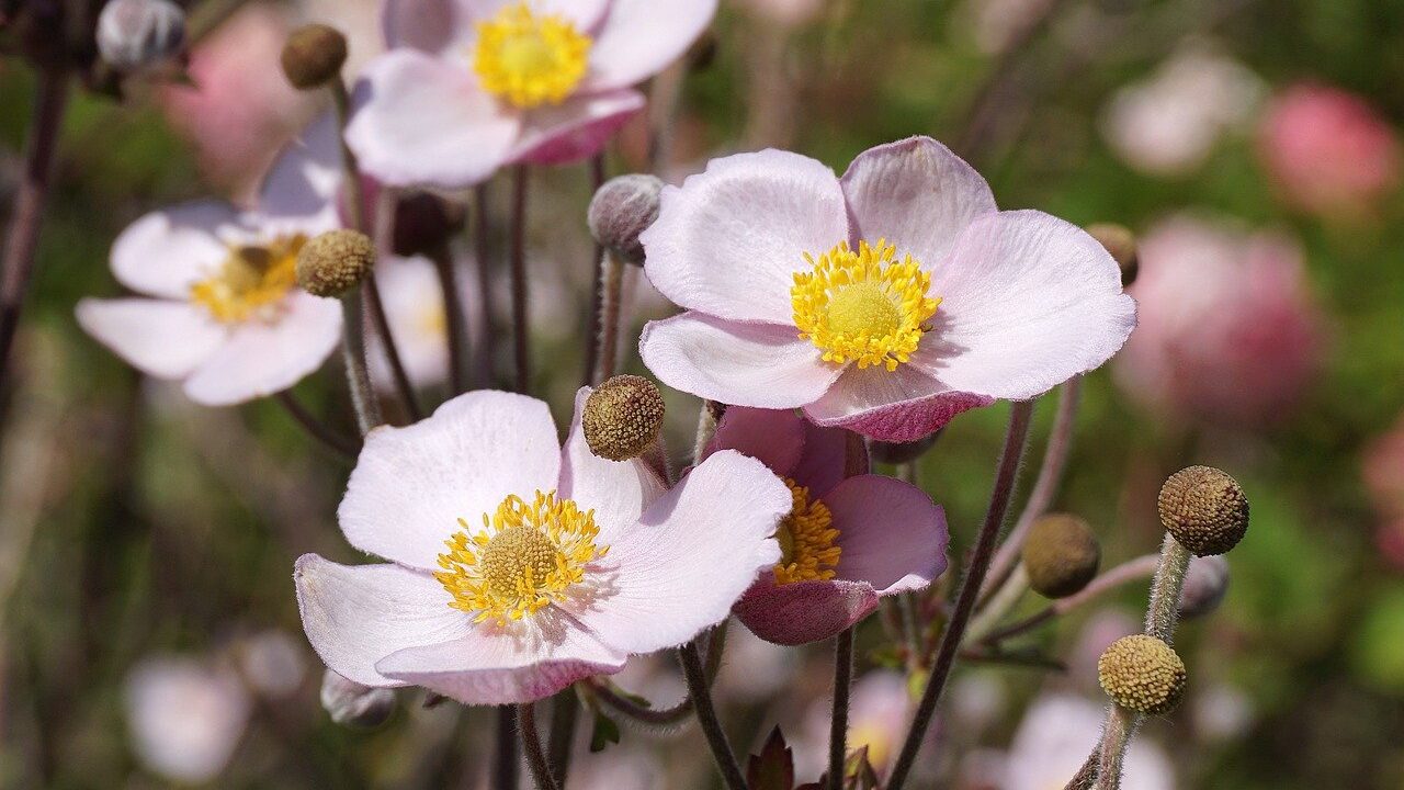 How to care for anemones in the garden