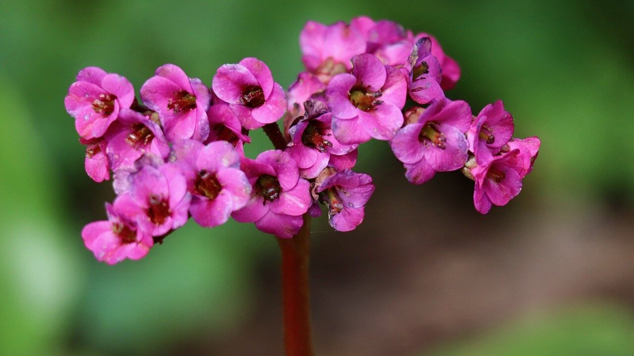 Elephants ears plant