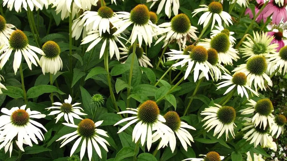 A large bunch of Echinacea white swan in Garden Ninjas design