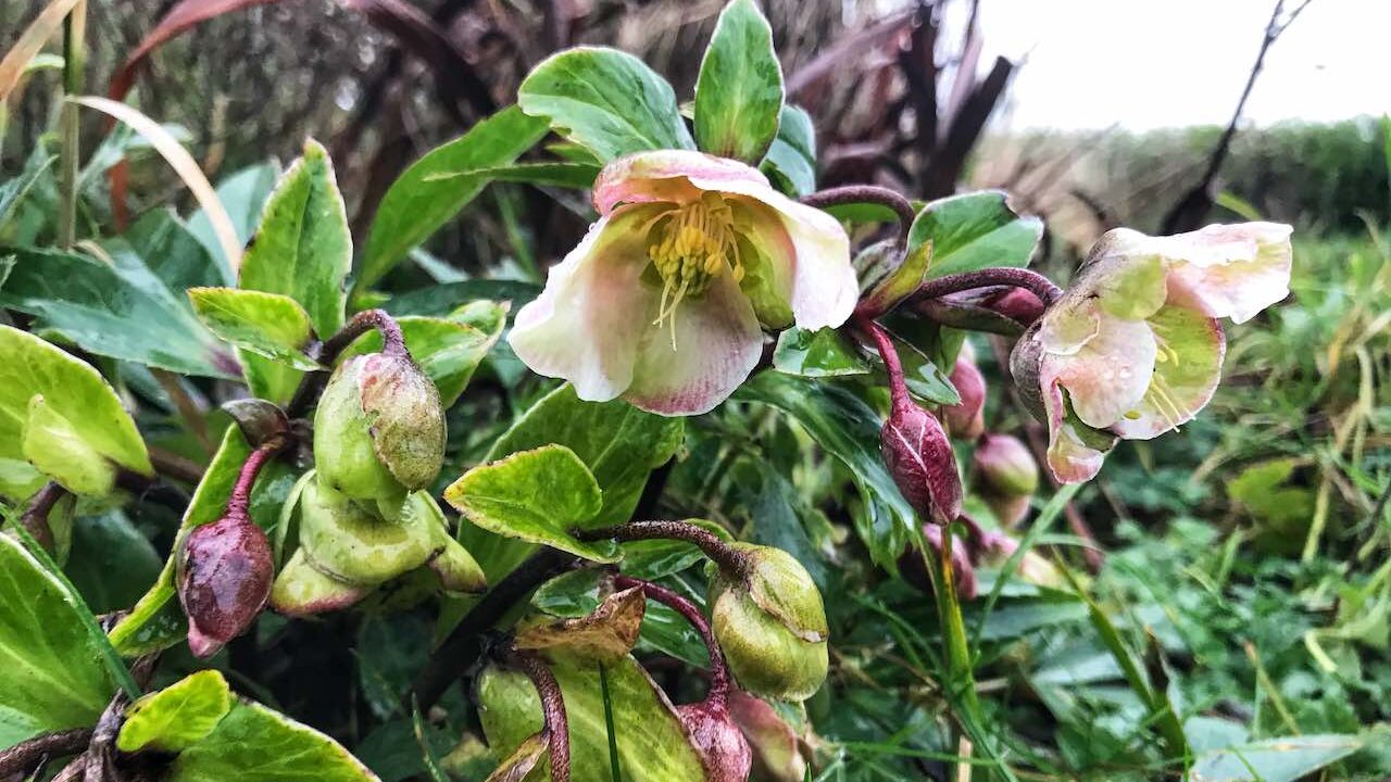 Winter rose hellebore in white