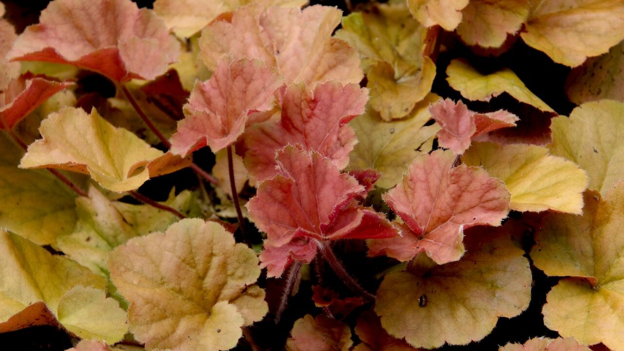 Heuchera for clay soil