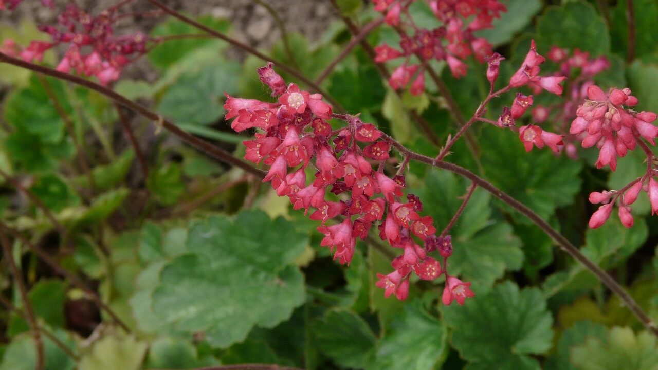 Heuchera