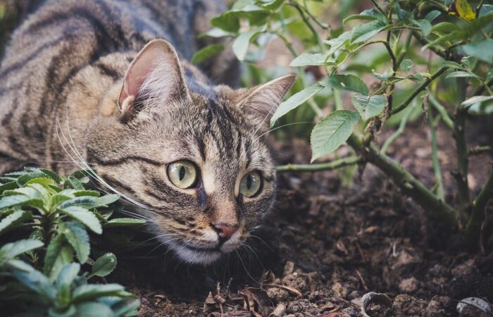 How to keep cats out of your garden