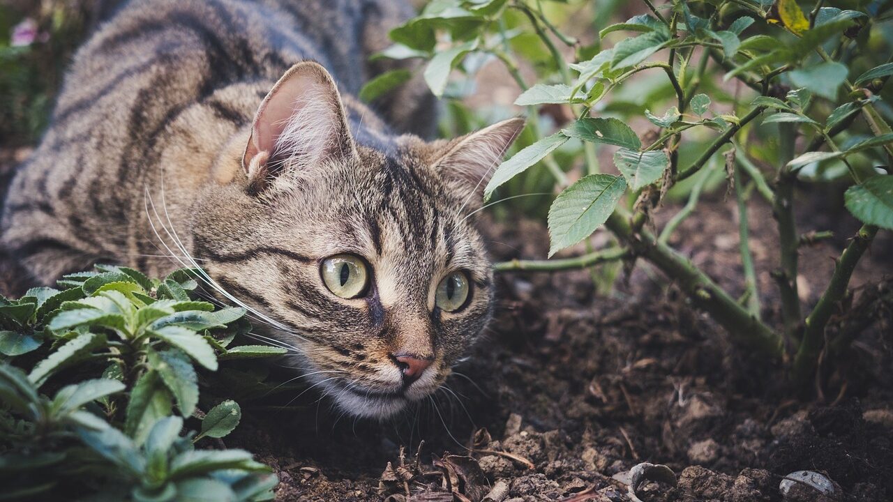 How to keep cats out of your garden