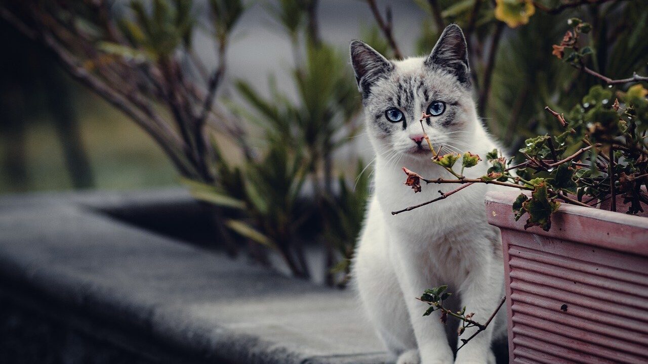 Cat deterrent gardening