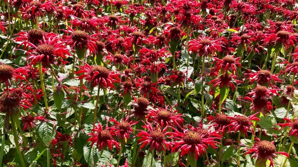 Bee balm in a herbaceous border