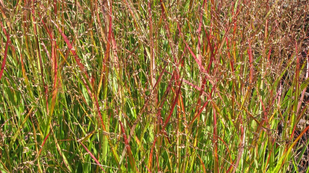 Panicum switchgrass autumn planting guide