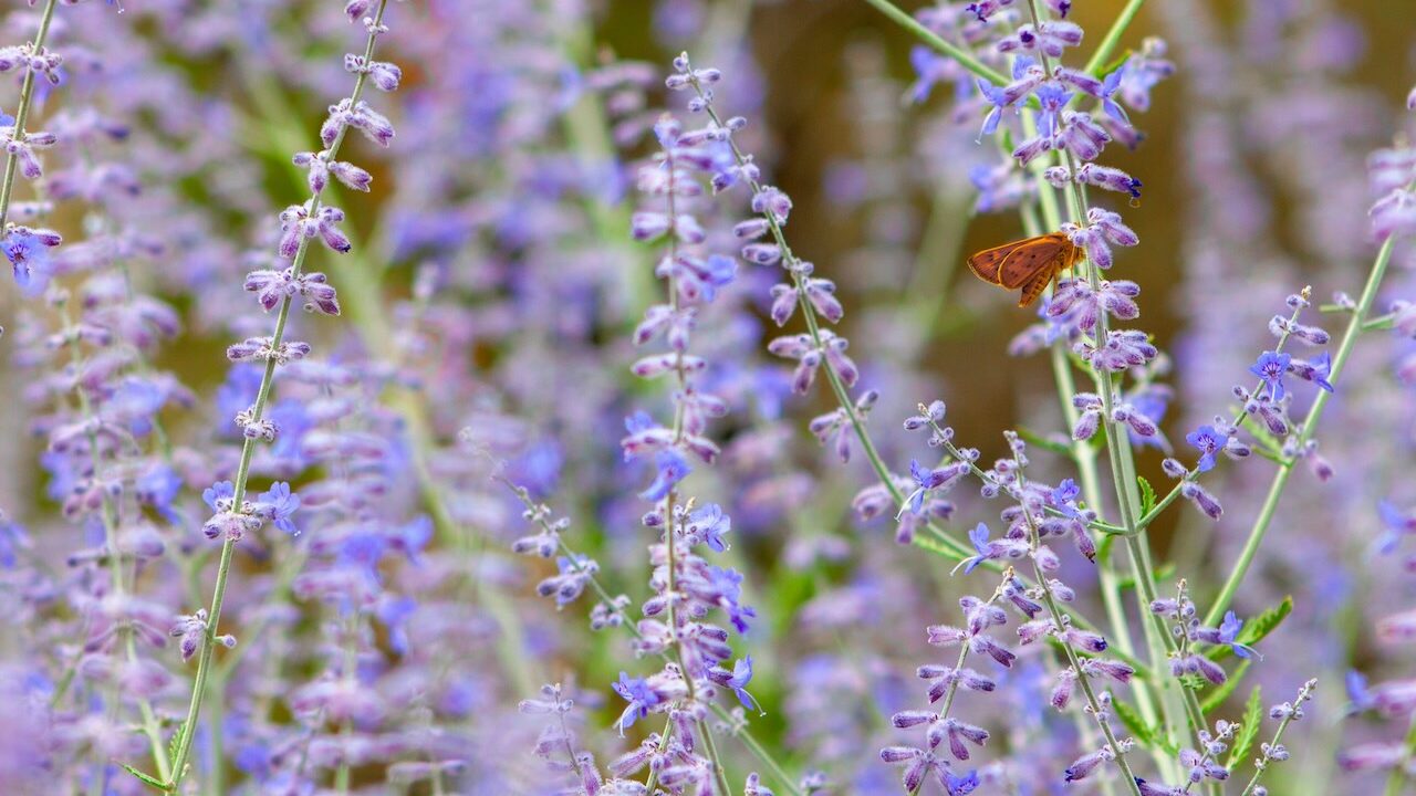 Russian sage plant with a butterfly