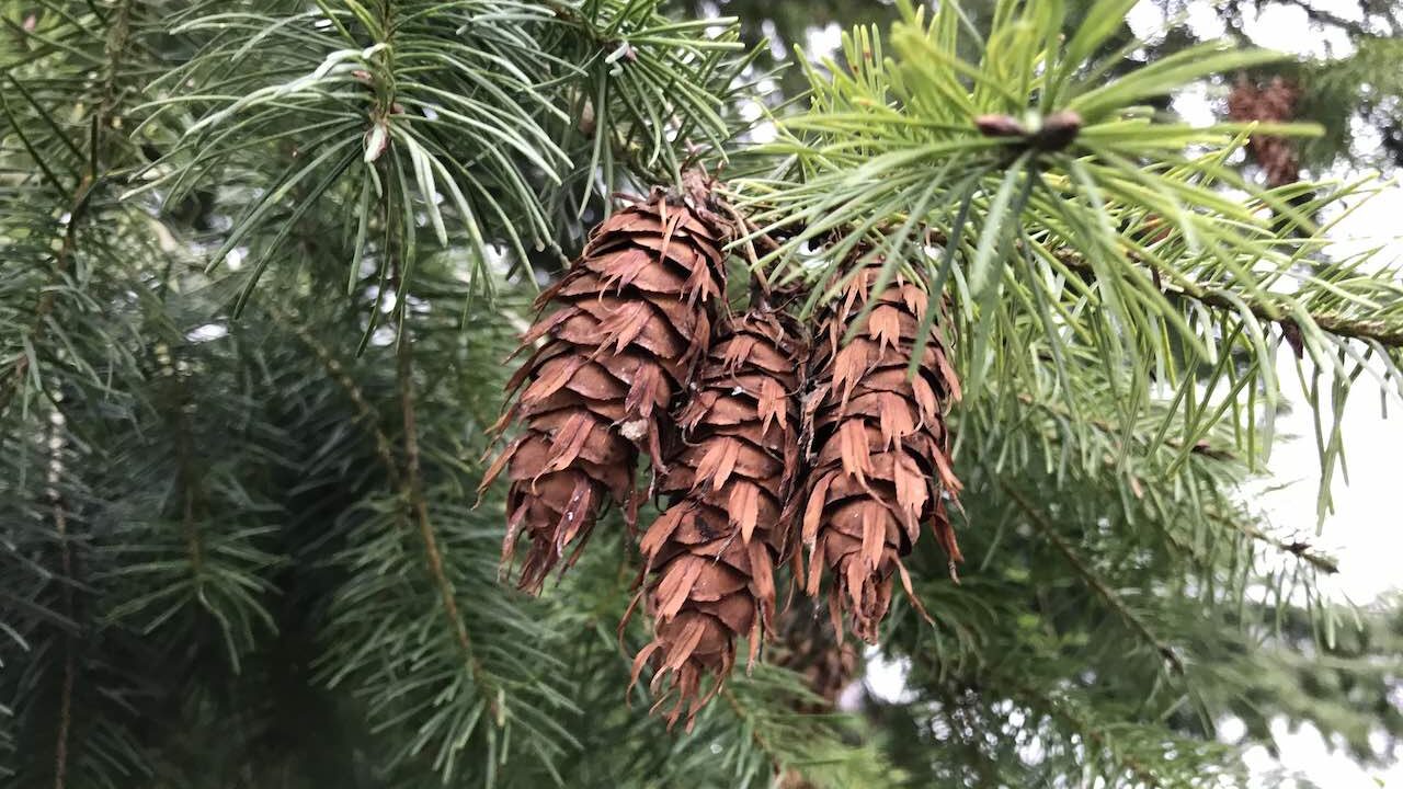 Pine cones hanging from a tree