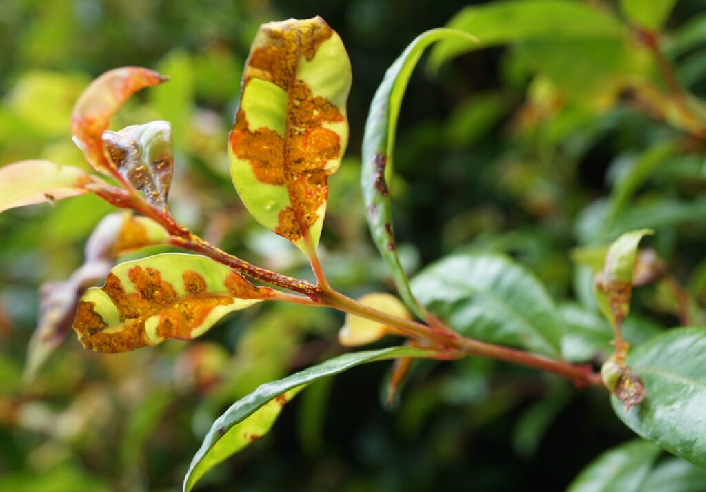 Plant rust