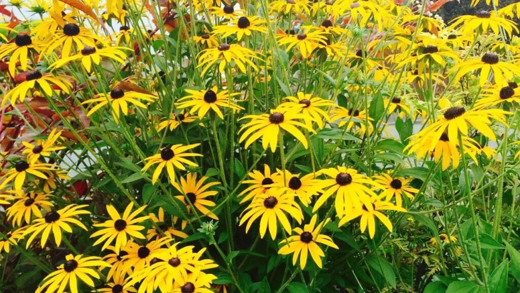 Rudbeckia hirta bright yellow flowers