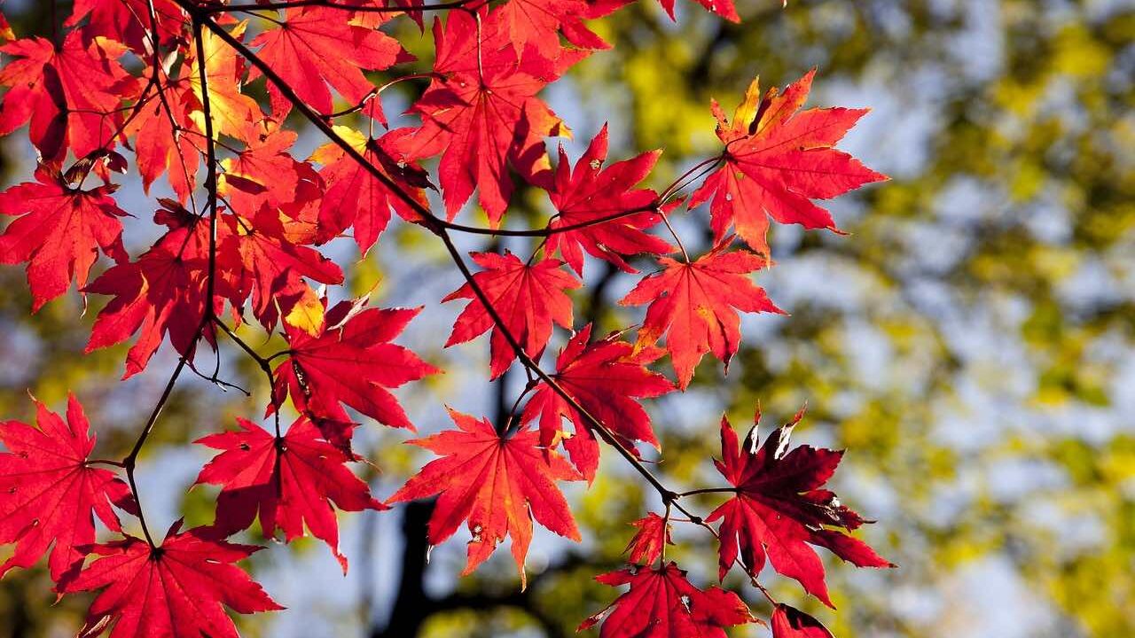 red leaves on a tree