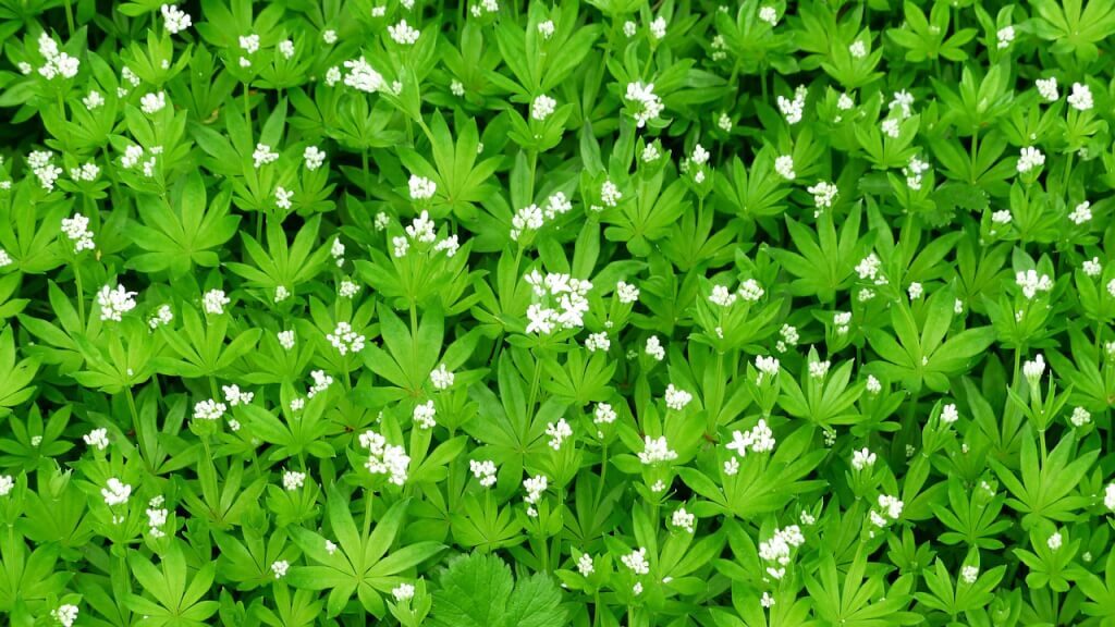 Galium odoratum