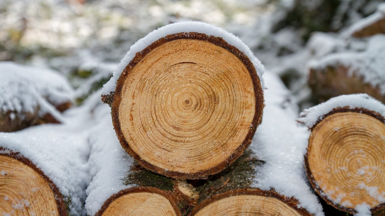 Cutting the bottom off a christmas tree