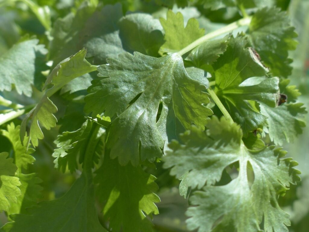 Veg you can grow in shade