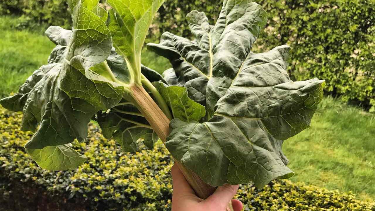 A handful of rhubarb