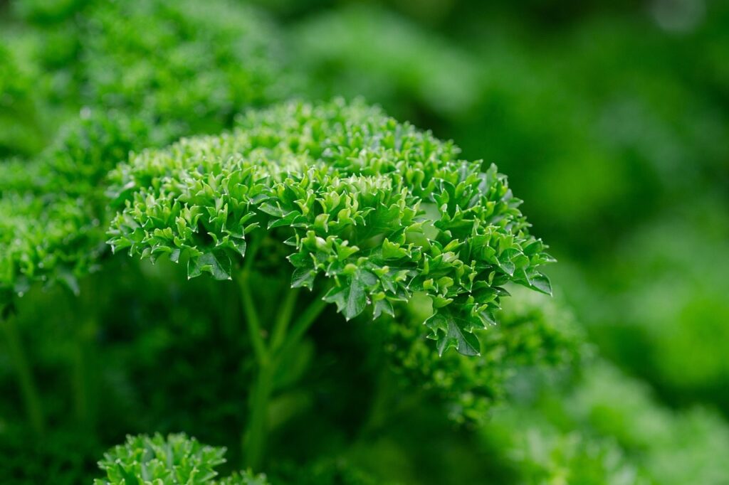 Veg for growing in shade