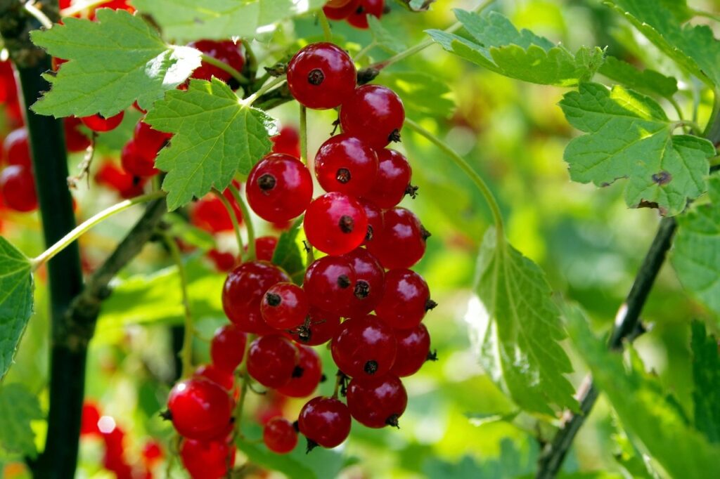 Veg for growing in shade