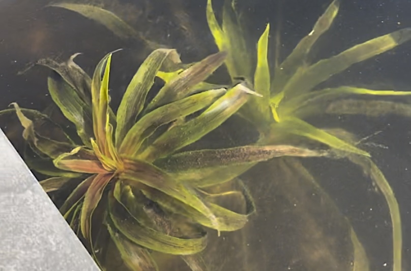 Floating aquatic plants