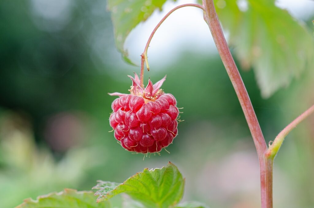 How to grow raspberries