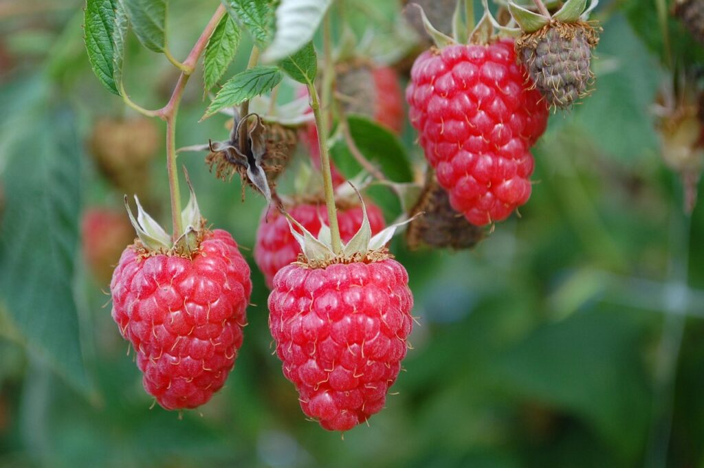 Growing raspberries